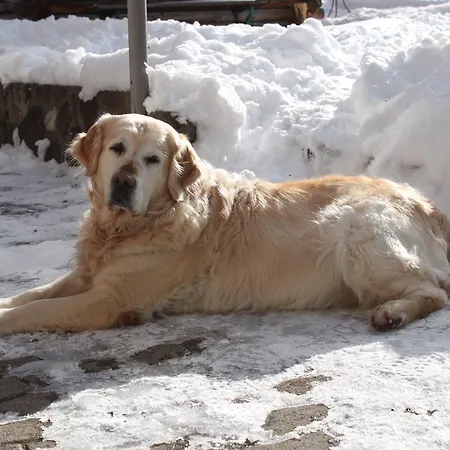 花丝住宿加早餐酒店