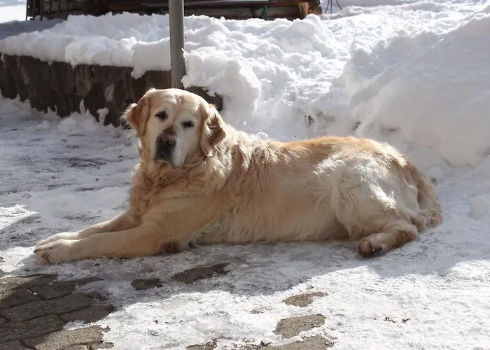 花丝住宿加早餐酒店